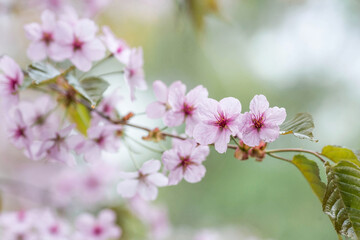 Banner. Cherry blossoms in Moscow. Wallpaper spring, nature. Japanese cherry blossoms in the garden. Blossoming buds on the branches of a tree in the Japanese garden in the arboretum.