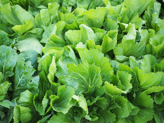 Mustard greens with large leaves in organic garden for the concept of growing vegetables for healthy. Closeup photo, blurred.