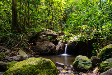 Couleuvre river panorama in the tropical rain forest of Martinique island (France) in the Caribbean sea. Typical bright green vegetation and small cascade in impressive landscape. Long time exposure. - obrazy, fototapety, plakaty