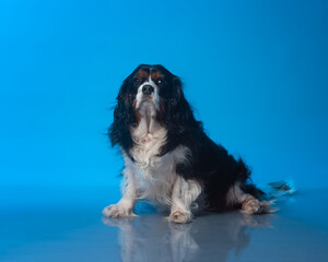  cavalier king charles,