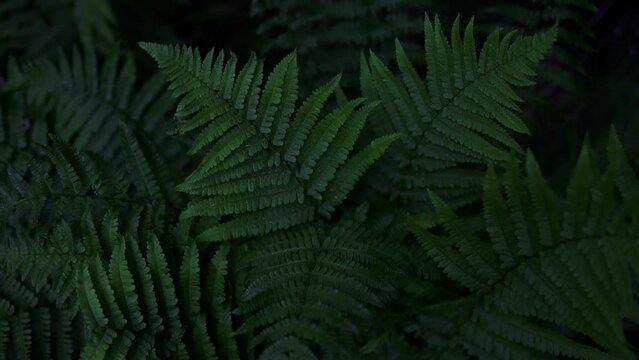 Beautiful fern leaf texture in nature. Natural ferns blurred background. Fern leaves Close up. Fern plants in forest. Background nature concept. High quality FullHD footage