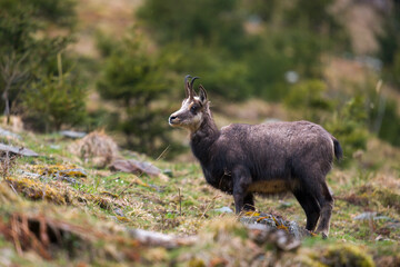 a chamois female is grazing on a mountain meadow at a rainy spring morning