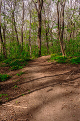 Path among yellow flowers in the forest. Chylomecon. Endemic of the Far East. It occurs wild in East Asia: in the far east of Russia; in Korea, northeast China, and the Japanese islands.