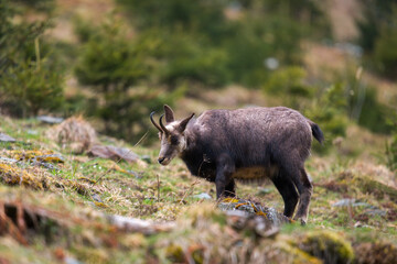 a chamois female is grazing on a mountain meadow at a rainy spring morning