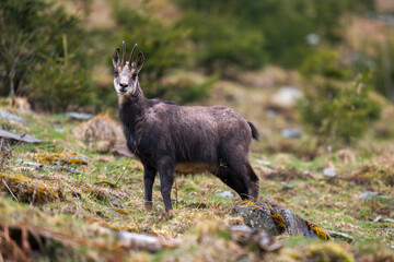a chamois female is grazing on a mountain meadow at a rainy spring morning