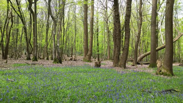 Flying backwards over bluebells in fresh green spring woodland