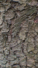 Details of the bark of pinus heldreichii
