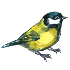 Watercolor illustration of small forest bird Great tit isolated on white background.