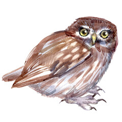 Watercolor illustration of small forest bird little owl