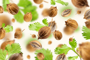Fresh green cilantro leaves and dried coriander seeds float on a beige background. Flying set of Organic spices. Floating in the air food Creative concept. Spicy and fragrant seasoning. Pattern