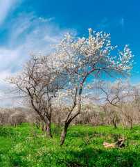 Old flowering fruit trees. Trees with white flowers in spring and young green grass.