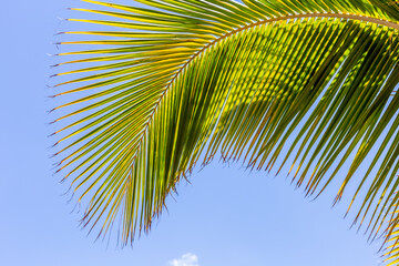 palme courbe de cocotier 