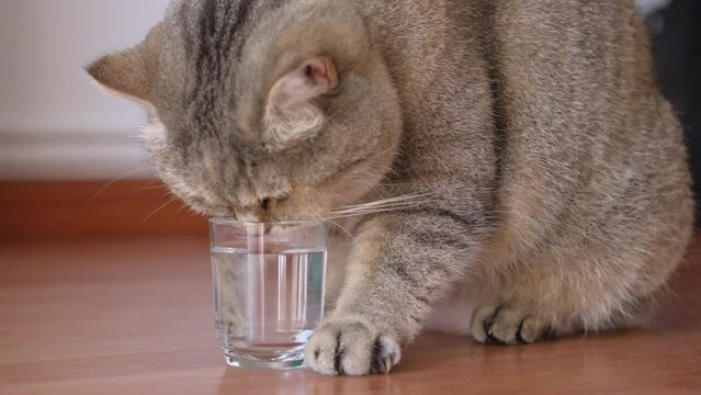 Adorable British Shorthair  cat drinking water from small glass and kneading with her paw
