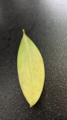 Colorful image.Abstract black background dry leaf.Macro photo.Close to object.