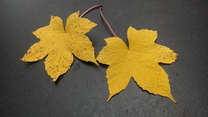 Colorful image.Abstract black background dry leaf.Macro photo.Close to object.