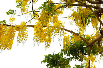 Cassia fistula flower on tree