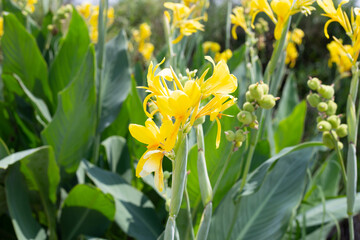Obraz premium Beautiful canna flower with green leaves in the garden
