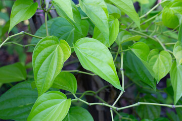 Fototapeta na wymiar Green leaves of betel plant in the garden