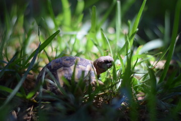 Tortuga