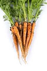 freshly picked carrots