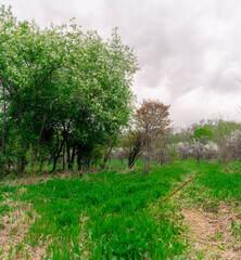 Path among flowering fruit trees. Trees with white flowers in spring and young green grass.