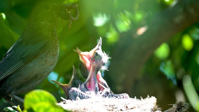 Blackbird (black bird or American Robin) in a nest feeding baby birds. Nesting birds in the wild.