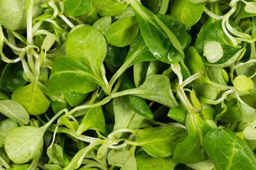 mache lettuce green salad