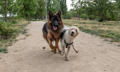 Two dogs playing in a frienship play with funny faces looking to the camera. Portrait of dogs. Friends  playing in the park
