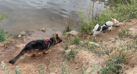 2 dogs pursuing each other playing and having fun. Friends playing and running