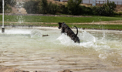 A big black dog playing on the water and jumping