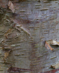 Details of the bark of betula raddeana