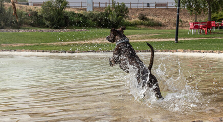 A black dog jumping in the water with water drops. The dog is playing in the water