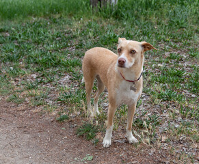 A portrait of an adorable dog looking frightened to the camera