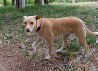 An adorable dog Australian Kelpie looking sad and frightened