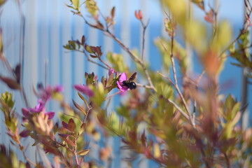 Abeja y flor