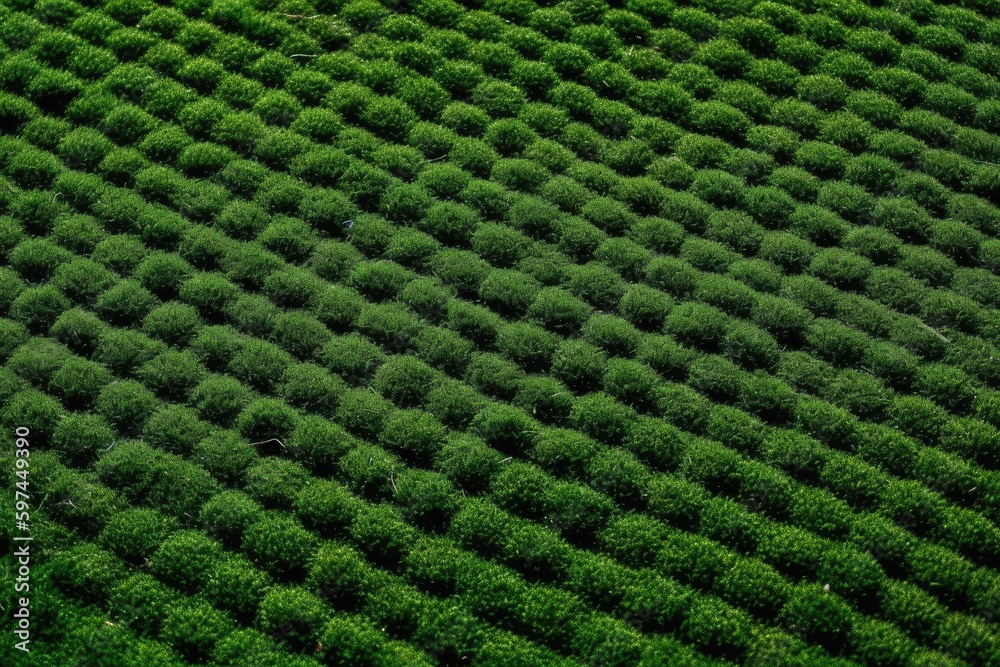 Wall mural serene countryside with multiple rows of trees stretching into the horizon. Generative AI