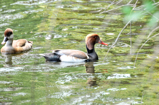 Female  pochard/ red headed diving duck in a pond, photographed at the Changsha Ecological Zoo in China.