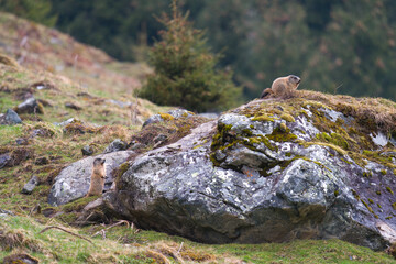 marmots to her cave on the mountains at a rainy spring morning after hibernation