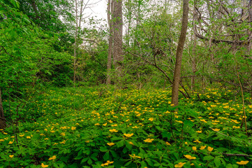 Glade of yellow flowers in the forest. Chylomecon. Endemic of the Far East. It occurs wild in East...