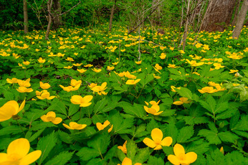Glade of yellow flowers in the forest. Chylomecon. Endemic of the Far East. It occurs wild in East Asia: in the far east of Russia; in Korea, northeast China, and the Japanese islands. 