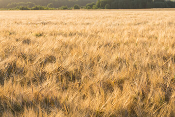 Wheat field