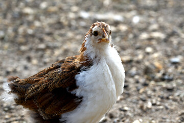 primer plano de pollo de gallina, en sus primeros dias de vida