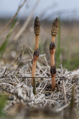 Obraz premium Horsetail growing in the field