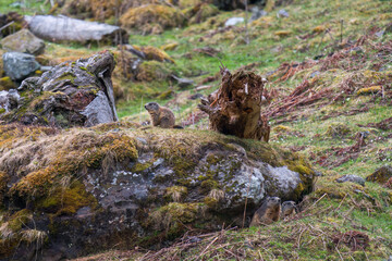marmots to her cave on the mountains at a rainy spring morning after hibernation