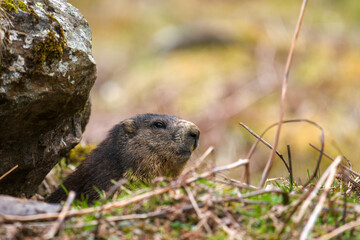 a marmot to his cave on the mountains at a rainy spring morning after hibernation