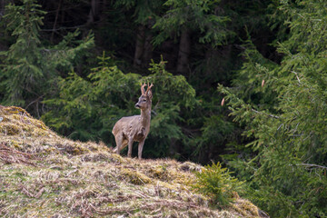 a roebuck, capreolus capreolus, in winter fur on the mountains at a  spring morning