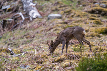 a grazing roebuck on the mountains at a spring morning