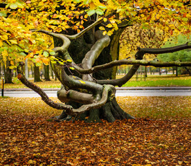 autumn in the park