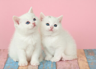 kitte with blue eyes