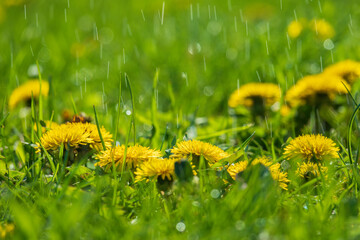 Yellow dandelion meadow on the rain
